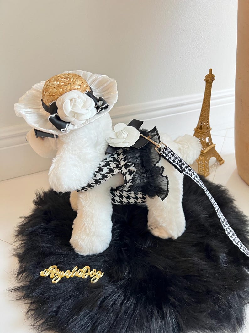 Trendy Dog Walking Gear - Sleek Harness, Hat and Glasses Set - Pet Glam, dog cape, small dog outfit, dog costume party, small dog harness
