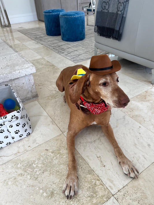 Western Dog Outfit - Cute Cowboy Costume, dog costume, cowboy dog costume, pat costume, dog outfit, western pad attire, Dog costume set
