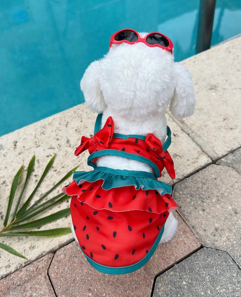 Watermelon Dog Swimsuit Dress with Sunglasses: Summer Pool Party Outfit